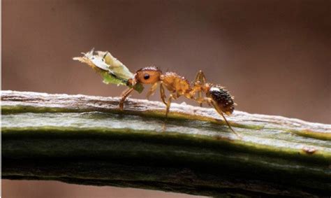 家中螞蟻多 食神是什麼